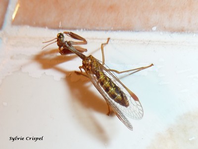 Mantispa styriaca